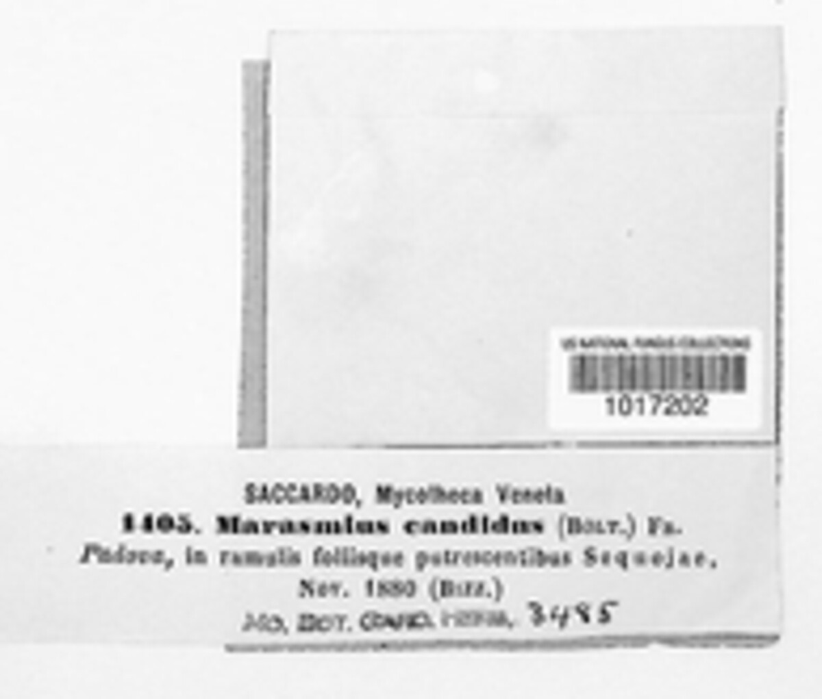 Marasmiellus candidus image